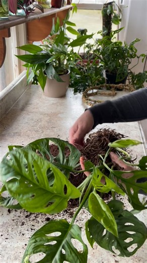 Dividing Day 👯‍♀️🌱 the math I actually enjoy 🌿😂 • #plantmath #plants #plantsplantsplants #dividingplants | Foraging Fosters
