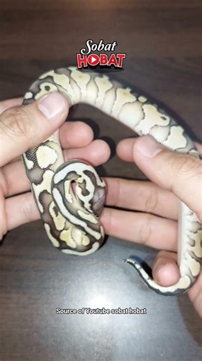 super pastel lesser #ballpython #snake #vlog #reptiles