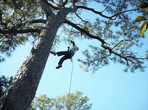 Recreational Tree Climbing