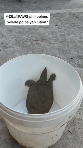 Soft Shell Turtle in the Philippines - Cooking Snake Turtle