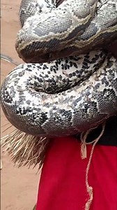 What’s the size of this African Rock python 😳#snake #tanzania #wildlife #africa #africantribe