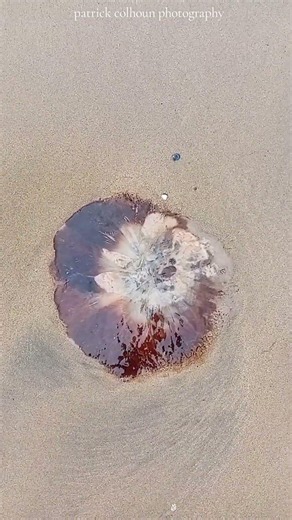 lion's mane jellyfish#nature#jellyfish