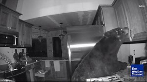 What would you do if a bear invaded your house and raided your kitchen? We talk with one homeowner who had this scary experience. | The Weather Channel
