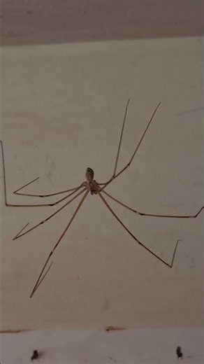 Long-bodied cellar spider (Pholcus phalangioides). #spider #entomology #shorts #wildlife