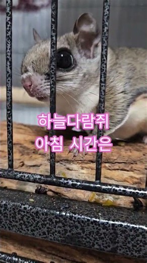 하늘다람쥐의 아침 #하늘다람쥐 #flyingsquirrels #특수동물 #반려동물 #꼬미콩이
