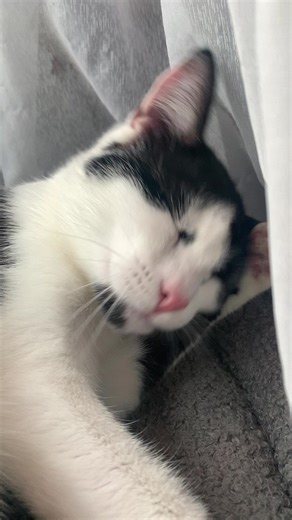 kitty clean #kitty #cute #adorable #funny #fyp