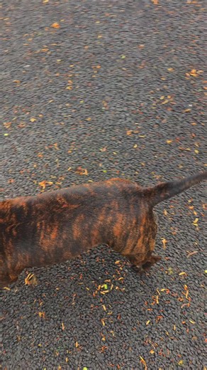 my beautiful keeva 🐯 tiger brindle beauty 😍🧡🐾 #tiger #brindle #staffy #royalstaffordshirebullterrier #fyyyyyyyyyyyyyyyy