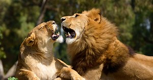 Zoo Safari di Fasano - Biglietti, orari e info utili