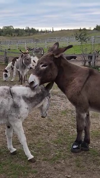 Giving Tuesday Trivia Question #5.... How do donkeys communicate? Donkeys are social animals and grooming each other or standing close together can be a way for them to bond and communicate comfort and companionship. Donkeys are known for their distinctive braying sound, which is a loud and often prolonged vocalization. Braying can serve various purposes, including expressing excitement, announcing their presence, or signaling distress. Each donkey has a unique bray that can be recognized by oth