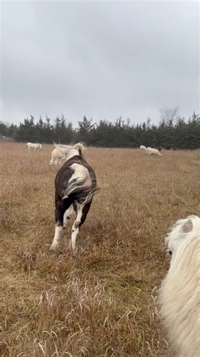 358K views · 15K reactions | This was a targeted attack smh | Useless Farm | Facebook