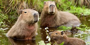 Quiz: Do You Know These Aquatic Animals?