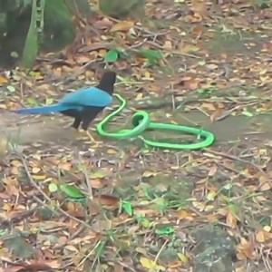 14K views · 157 reactions | Beautiful Bird vs Snake! Animal Life Group Animal Life | Animal Life | Facebook