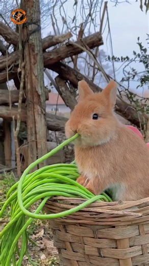 Adorable Bunny Eating Vegetables #cute #rabbit #funny #pets #pets animals viral