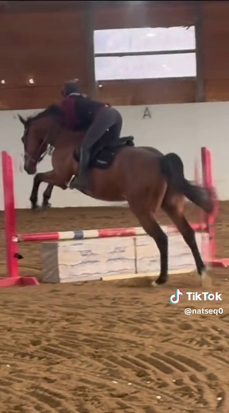 my king 👑 #noexaggeration #hackamore #horse #fyp #chunk