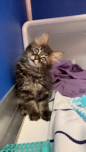 11K views · 332 reactions | RINGWORM CATS AND KITTENS NEEDING HOMES...