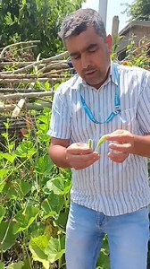 Monoecious and Dioecious plants Important message of cucumber 🥒 and Bottle gourd plants Please watch full video inshallah production increases. | Agriculture Activities