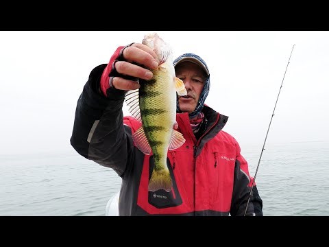 Jigging for perch