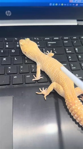 iluoyang on Instagram: "This isn’t a deflated balloon... It’s my lizard mid-shedding..."#lizard #funnyanimals"