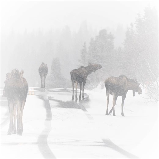 With recent snow storms across the state, it feels like winter has finally arrived in full! That snow also means moose are more likely to be on or alongside the roads in search of easier travel and access to roadside trees and shrubs. Slow down when visibility and road conditions are poor, and flash your hazard lights to warn other drivers when moose or other hazards are on or near the road. | Alaska Department of Fish and Game - Official