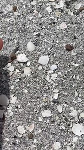 9K views · 225 reactions | #beach #florida #shark #fossils #viral #adventure #sharkteeth. | The Golden Hour | Facebook
