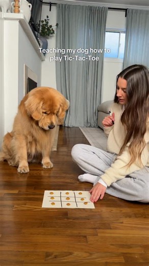 Zebby The Golden Retriever on Instagram: "Teaching my golden retriever how to play tic-tac-toe... do we think he understood? 😂 #Goldenretriever #dogsofinstagram #dogs #funnydogs"