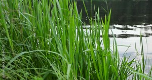 river, water with waves in the river with green grass growing on the river bank