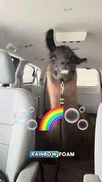 I took my llama through a car wash…