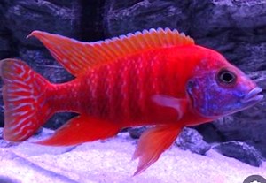 Live Freshwater African Cichlid Red Peacock (Aulonocara Rubescens)(CHD-103)U004