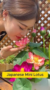 4.2K reactions · 192 shares |  Japanese Mini Lotus Seeds – Elegant...