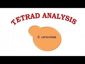 TETRAD ANALYSIS
