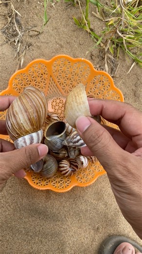 What sound do two types of shells make when they collide?