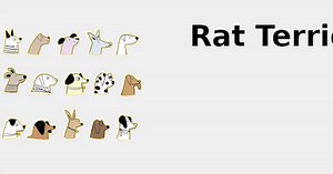 Rat Terrier (Dog breed traits) 🐶 2022