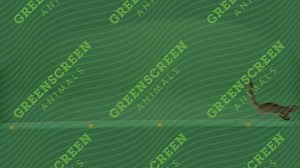 Squirrel running left to right. Download the footage: https://buff.ly/2pvuAo9 #Squirrel #Green #Screen #Footage #GSA #GreenScreenAnimals #Movie #TV #VFX #Advertising #Video #HD #2K #4K #6K #8K | GreenScreen Animals | Facebook