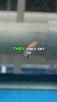 Scarlet Badis Care | Live Food & Tips #shorts