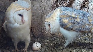 192K views · 19K reactions | When Gyflie the barn owl met Dryer he really didn't have a clue Watch her show him how its done 黎 | Robert E Fuller | Facebook