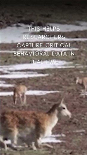 Scientists can monitor sensitive species ethically and effectively