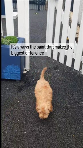 2.6K views | The Budget friendly dog pen is not finished but getting...