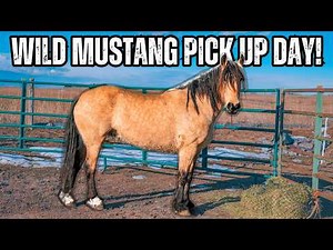 This Beautiful Wild Horse Found a Home! - Mustang Pick Up Day