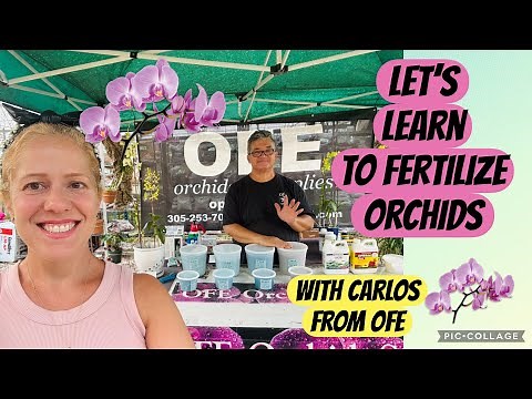 How to properly fertilize your orchids - All you need to know- lecture from Carlos from O.F.E.s