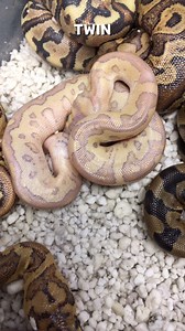 9.2K views · 571 reactions | Ball Python Twins! #shorts #snakes #ballpython #ballpythons #ballpythonsofinstagram #snakebreeder #ballpythonbreeder #fyp #fypシ | Rodents & Royals | Facebook