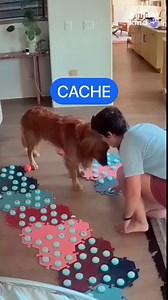 Dog uses sound buttons to communicate with owner that she's unwell