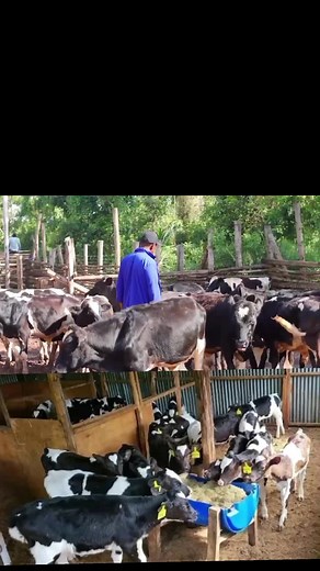 Exploring Dairy Farming in Uganda
