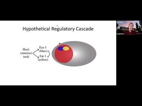 Developmental Genetics 1