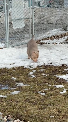 🤎🤍SIMBA🤍🤎 Have you ever seen the Madagascar movies (the children’s Madagascar movies)? There’s just something about Simba that reminds us of Moto Moto the Hippo🤗. He just kind of plods along. Although we have also seen him get the zoomies😜 so he does have more than one intentional speed. We just think he is absolutely adorable☺️ Previous post has more information🐾 Meet & Greets by appointment ONLY❗️ https://service.sheltermanager.com/asmservice?account=zh1519&method=online_form_html&formi
