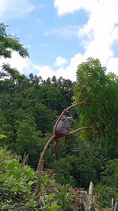 Nghịch ngu là giỏi | Tày - Nùng Việt Nam