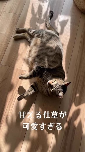 Funny Cats Compilation 🐱 | 猫好き必見！ かわいい猫動画集 かわいい＆おもしろ猫動画で癒しの時間をお届けします🐱✨ Funny & Cute Cats Videos for all cat lovers worldwide! 🐾 ぜひチャンネル登録・フォローして、毎日の癒しを一緒に楽しみましょう。 #猫 #子猫#cats #funnycats #cutecats#kittens#meow #catvideos #catlife | Swing Cat 音楽・カルチャー教室