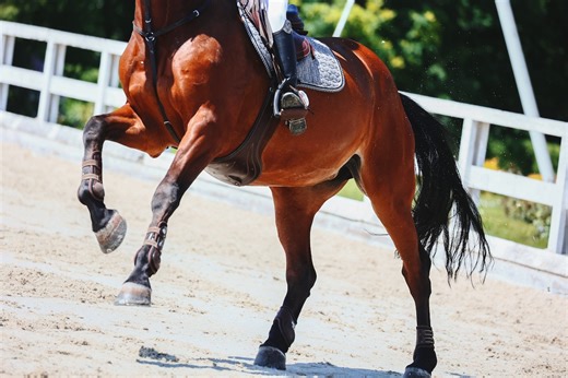 What’s the Right Joint Injectable for Your Horse?
