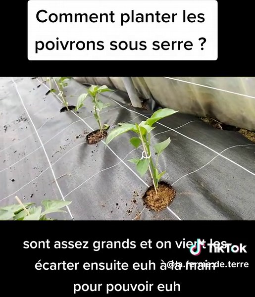 #comment #planter les #poivrons sous #serre au #potager ? #lafermedeterre #potagerbio #jardin #maraichagebio #maraichagesolvivant #permaculture #agroecologie