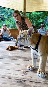 TIGER SNEEZE | Myrtle Beach Safari Wild Encounters Tour