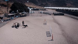 It is with great pleasure that I got to film a short documentary of, Baby Tee, a Rottweiler herding sheep. Robing and Rachel of On The Lamb Herding, The Rottweiler is one of the oldest of herding breeds. One author supposes that it has a history possibly dating back to the Roman Empire, the Rottweiler may be a descendant of ancient Roman drover dogs; a mastiff-type dog that was a dependable, rugged dog with great intelligence and guarding instincts. During their quest to conquer Europe, the Roma